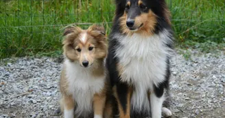 Animaux domestiques