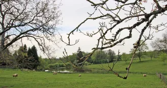 Gîte L'Ecurbie à Coussac Bonneval en Haute-Vienne_17