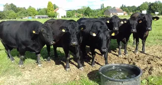 Les animaux de la ferme 
Un troupeau de "BLACK ANGUS"_45