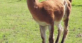 UN LAMA_46