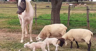 LES 2 BREBIS DE LA RESERVE TAGADA ET CACAHUETE..._49