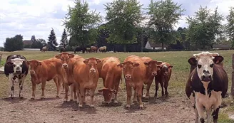 LES 2 NORMANDES DE LA FERME ET LES GENISSES LIMOUSINES_47
