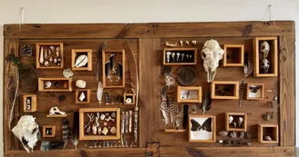 Cabinet de curiosités