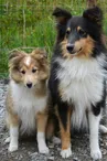 Animaux domestiques